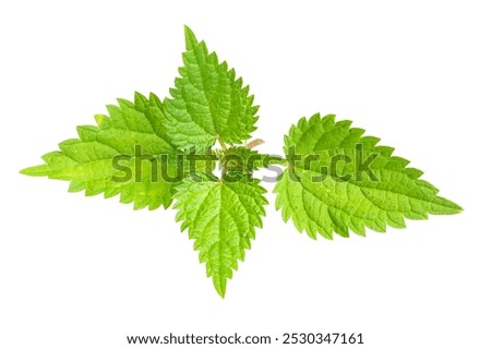 Similar – Image, Stock Photo Nettle as background