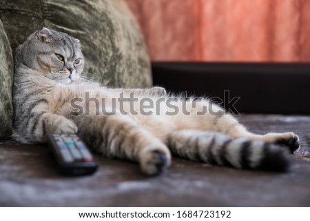 A lazy fat cat is lying asleep on the sofa with a remote control from the TV Imagine de stoc © 