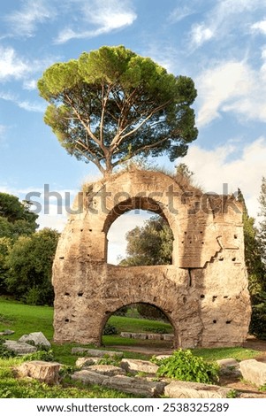 Similar – Foto Bild Ein alter Baum wächst in der roten Wüstenlandschaft zwischen Gräser und Gebüsch, im Hintergrund eine Bergkette