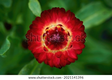 Similar – Image, Stock Photo Strawflower, red cultivar