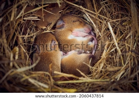 Baby mice sleeping in nest in funny position (Mus musculus)
 Zdjęcia stock © 