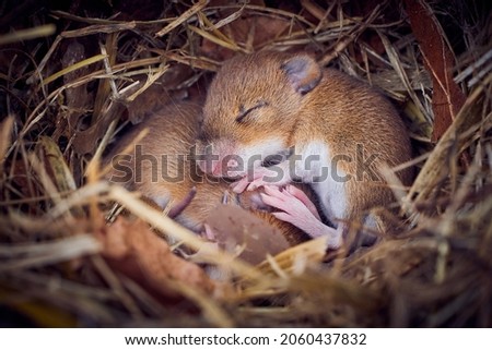 Baby mice sleeping in nest in funny position (Mus musculus)
 Zdjęcia stock © 