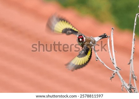 Similar – Image, Stock Photo Singing goldfinch in a tree