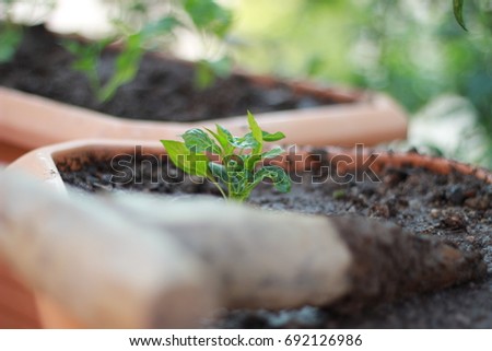 seedlings in the nature Stok fotoğraf © 