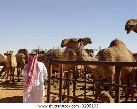Arabia man with camel
