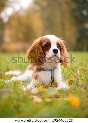Cavalier king charles puppy in autumn park Photo stock © 