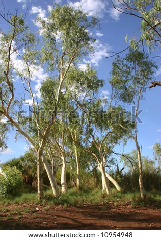 Desert wood with few trees and shrub growing on a red dirt.