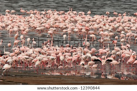 Lesser Flamingos wading in water at Lake Bogoria National Park. Kenya