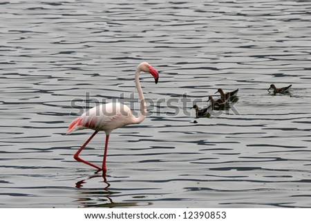 One Lesser Flamingo wading in water beside group of small birds. Lake Bogoria National Park. Kenya