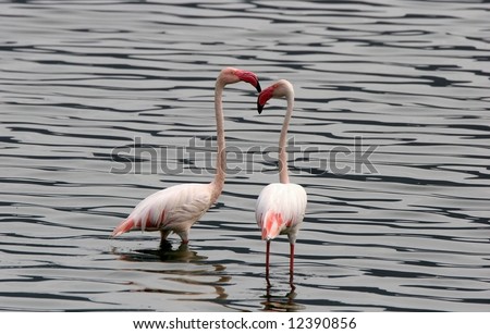 Two Lesser Flamingos wading in water at Lake Bogoria National Park. Kenya