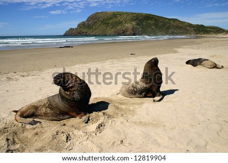 Sea lions basking and resting on a sandy beach. Canibal bay. Catlins. South Island. New Zealand