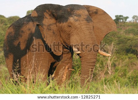 African male elephant (Loxodonta africana) in grass. Hluhluwe-Umfolozi National Park. Zululand. South Africa.