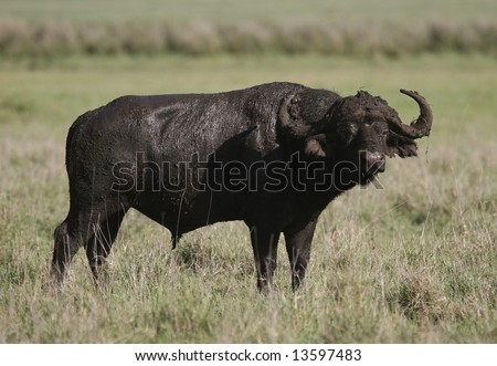 Dirty African buffalo curiously looking at camera. Ngorongoro Crater. Tanzania