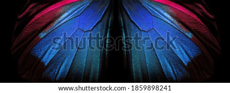 Wings of a butterfly Ulysses. Wings of a butterfly texture background. Closeup. Selective focus 