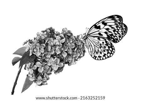 Similar – bunch of white butterflies, two bigPieris rapae, and a big Blue Morpho on a white table top