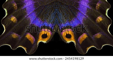 Image, Stock Photo Close up of butterfly wing