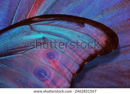 Similar – Image, Stock Photo Close up of butterfly wing