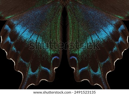 Similar – Butterfly wings in the warmth of the sun