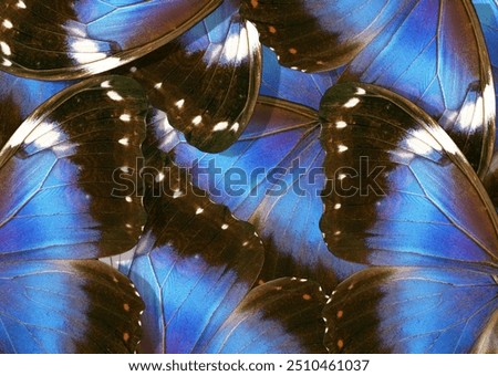 Similar – Butterfly wings in the warmth of the sun