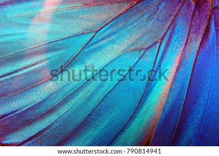 Similar – Image, Stock Photo Close up of butterfly wing