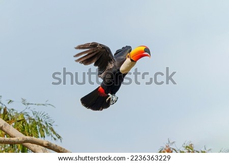 Similar – Image, Stock Photo Giant Toucan