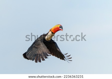 Similar – Image, Stock Photo Giant Toucan