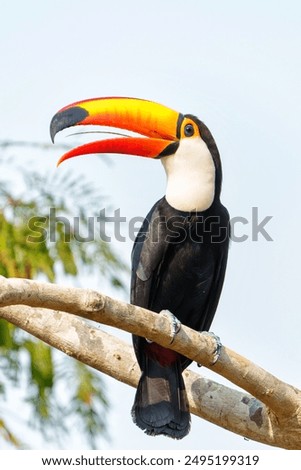 Similar – Image, Stock Photo Giant Toucan