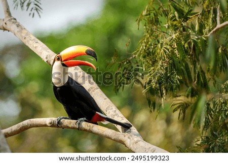 Similar – Image, Stock Photo Giant Toucan