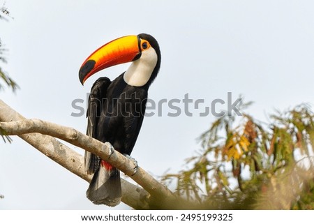 Similar – Image, Stock Photo Giant Toucan