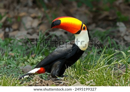 Image, Stock Photo Giant Toucan