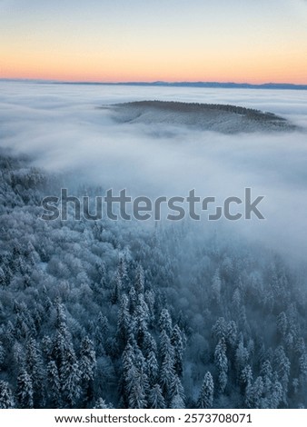 Foto Bild Winterwald unter nebligem Himmel am Abend