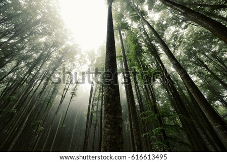 Similar – Image, Stock Photo Forest, fir forest, beech forest