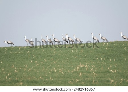 Similar – Foto Bild viele Kraniche stehen auf dem Feld und fliegen in der Luft | abgehoben