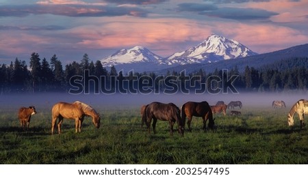 Similar – Image, Stock Photo Horses in the mountains in Iceland