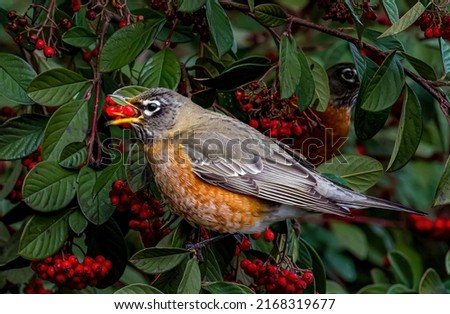 Similar – Image, Stock Photo Bird eating berry from snow covered tree