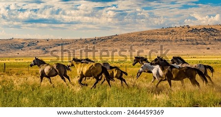 Image, Stock Photo Horses in the pasture in the early morning