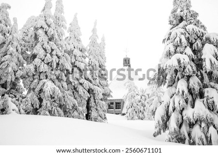 Similar – Image, Stock Photo The timberline Forest