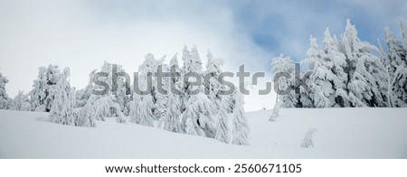 Similar – Image, Stock Photo The timberline Forest