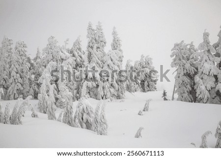 Similar – Image, Stock Photo The timberline Forest