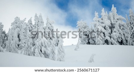 Similar – Image, Stock Photo The timberline Forest