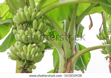 Banana bunch of raw on banana tree in Banana plantations