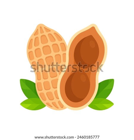 Whole peanut and a halved peanut with seeds visible. Flat icon isolated on white background. Superfood and vegan protein source concept. Great for use in nutritional guides and health food packaging