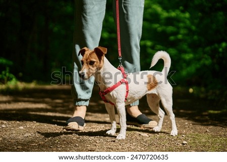 Similar – Foto Bild süßer kleiner Jack-Russell-Hund, der an einem sonnigen Tag kopfüber auf dem Bett liegt