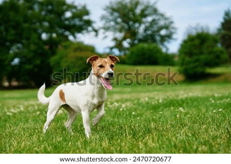 Similar – Image, Stock Photo portrait of cute jack russell dog sitting in front of wood trunks in mountain. Wearing modern bandana. Pets in nature