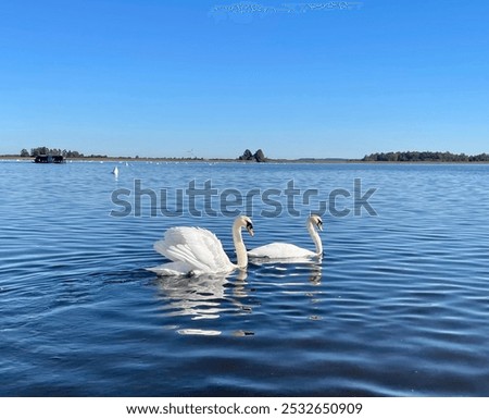 Similar – Foto Bild Zwei Gänse spielen Verstecken. Eine sucht, die andere guckt, ob jemand guckt.