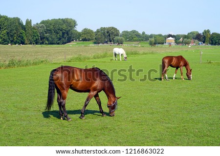 Similar – Image, Stock Photo Horse grazing in pasture in daylight under cloudy sky