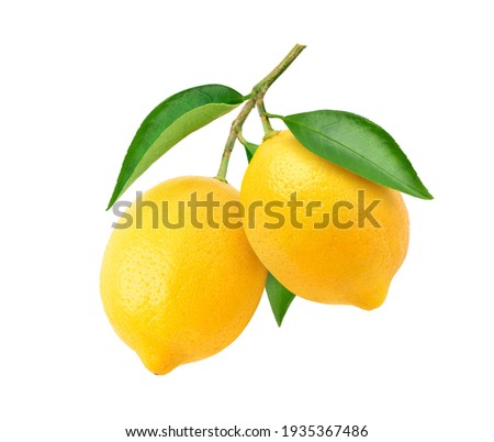Two Lemon fruits hanging with branch and leaves isolated on white background. Clipping path.