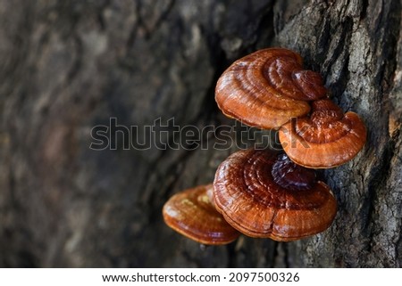 Similar – Image, Stock Photo Mushrooms on a tree trunk