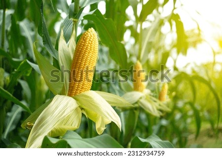 Similar – Image, Stock Photo Corn cobs (in the maize field)