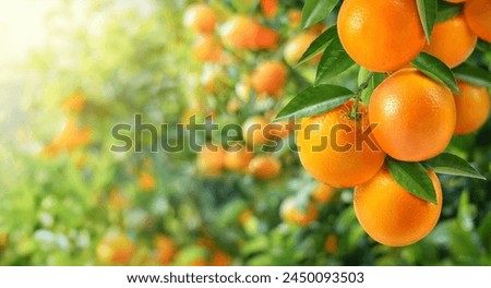 Similar – Image, Stock Photo Close up oranges in a tree